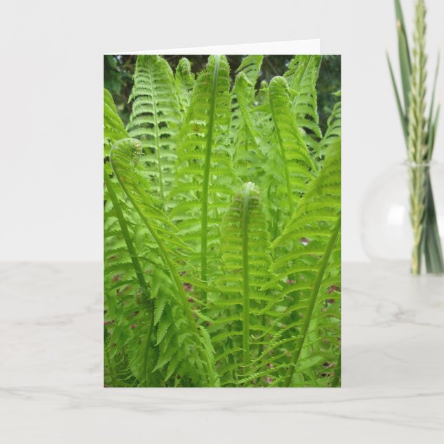 Tarjeta de nota de Fern Shoots (Anverso)