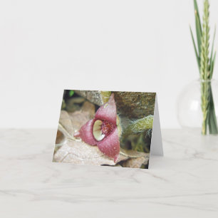 Tarjeta de nota de flor de jengibre silvestre