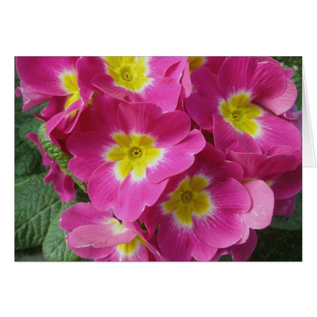 Tarjeta de nota de flor rosa caliente (Anverso (Horizontal))