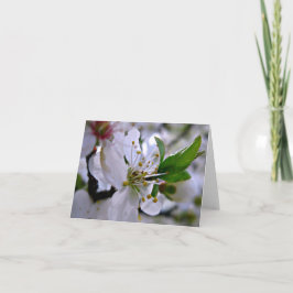 Tarjeta de nota de flores de cerezo blanco