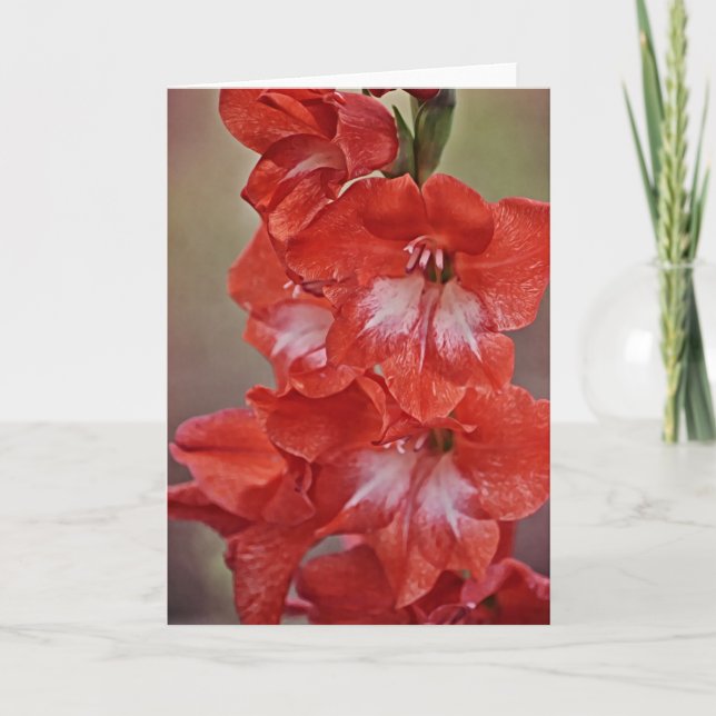 Tarjeta de nota de flores de gladiolo rojo y blanc (Anverso)