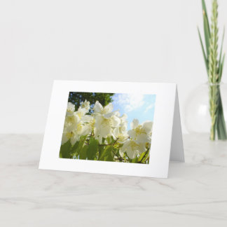 Tarjeta de nota de flores Jasmine