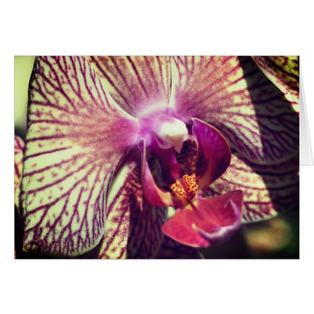 Tarjeta de nota de fotografía de cerca de flor de  (Anverso (Horizontal))