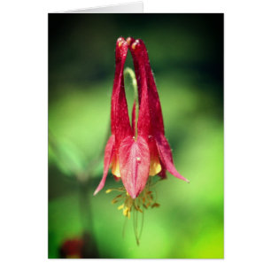 Tarjeta de nota de fotografía de flor de Columbine