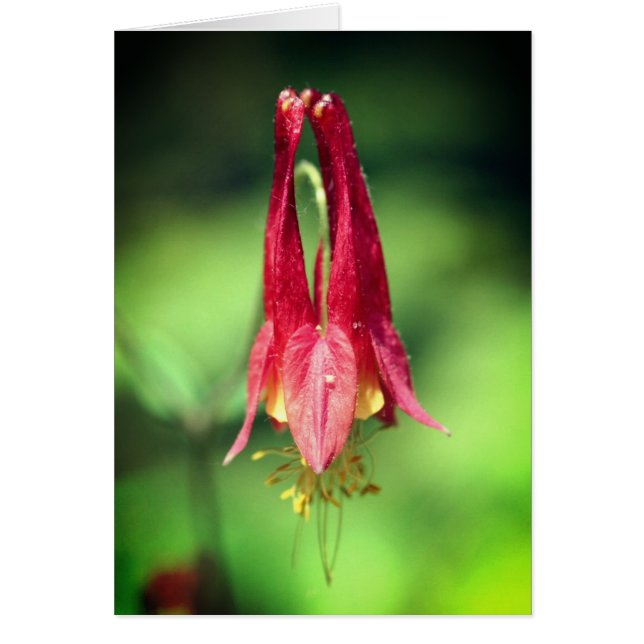 Tarjeta de nota de fotografía de flor de Columbine (Frente)