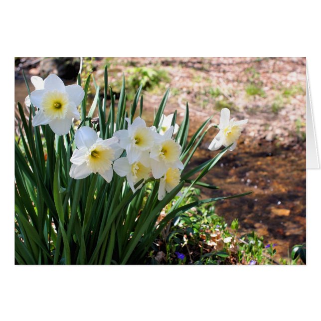 Tarjeta de nota de fotografía de flores de narciso (Anverso (Horizontal))