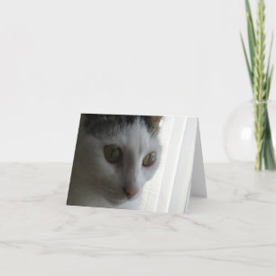 Tarjeta de nota de gato