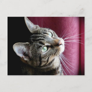 Tarjeta de nota de gato tabulador