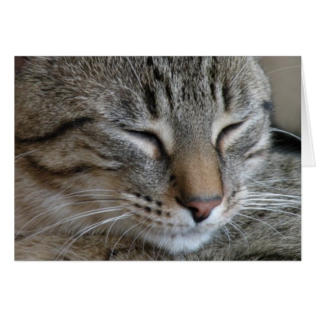 Tarjeta de nota de gatos de tabla (Anverso (Horizontal))