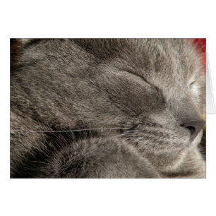 Tarjeta de nota de gatos grises dormidos