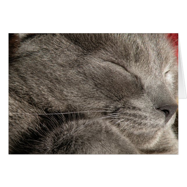 Tarjeta de nota de gatos grises dormidos (Anverso (Horizontal))