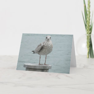 Tarjeta de nota de gaviota