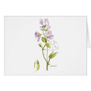 Tarjeta de nota de guisante morado dulce