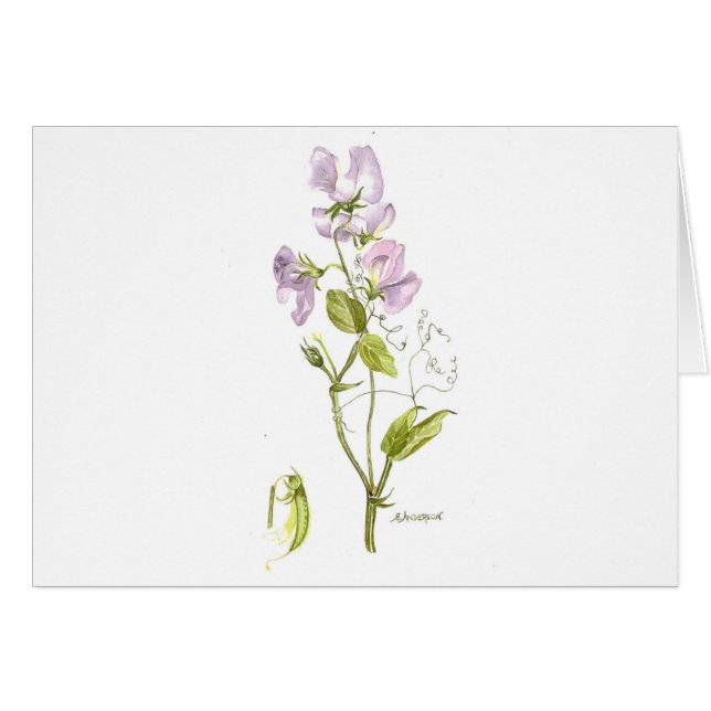 Tarjeta de nota de guisante morado dulce (Anverso (Horizontal))