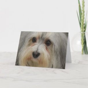 Tarjeta de nota de Havanese