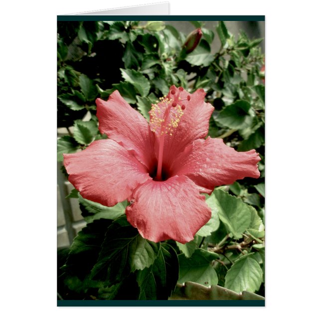 Tarjeta de nota de Hibiscus (Frente)