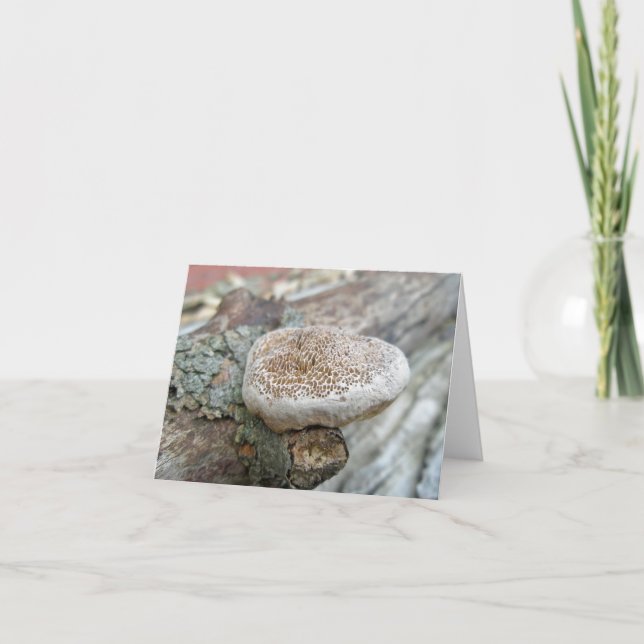 Tarjeta de nota de hongo Puffy Porous Shelf (Anverso)