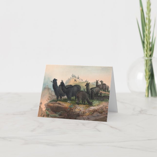 Tarjeta de nota de ilustración de libro de alpacas (Anverso)
