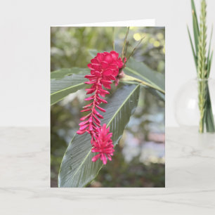 Tarjeta de nota de jengibre rojo<Blank Inside>