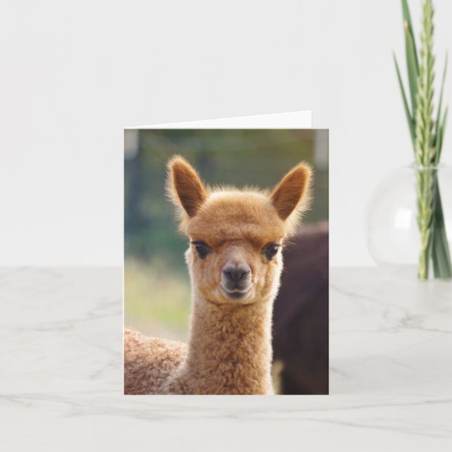 Tarjeta de nota de la alpaca (Anverso)