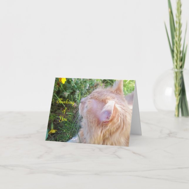 Tarjeta de nota de la foto del gato de Coon de (Anverso)