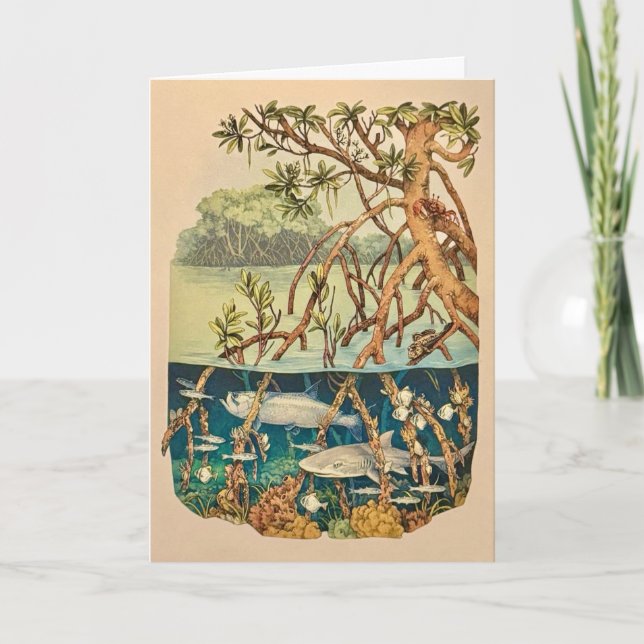 Tarjeta de nota de la isla de manglar (Anverso)