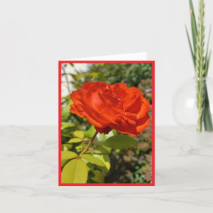 Tarjeta de nota de la rosa roja de Bloom Completo