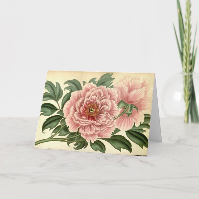 Tarjeta de nota de la vendimia del árbol peony (Anverso)