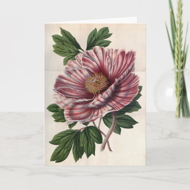 Tarjeta de nota de la vendimia del árbol peony (Anverso)