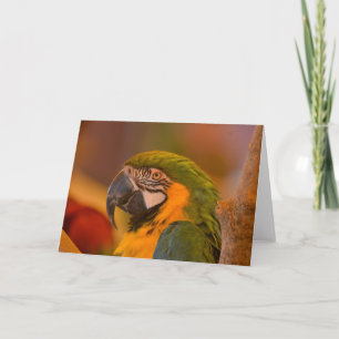 Tarjeta de nota de loro de bonito