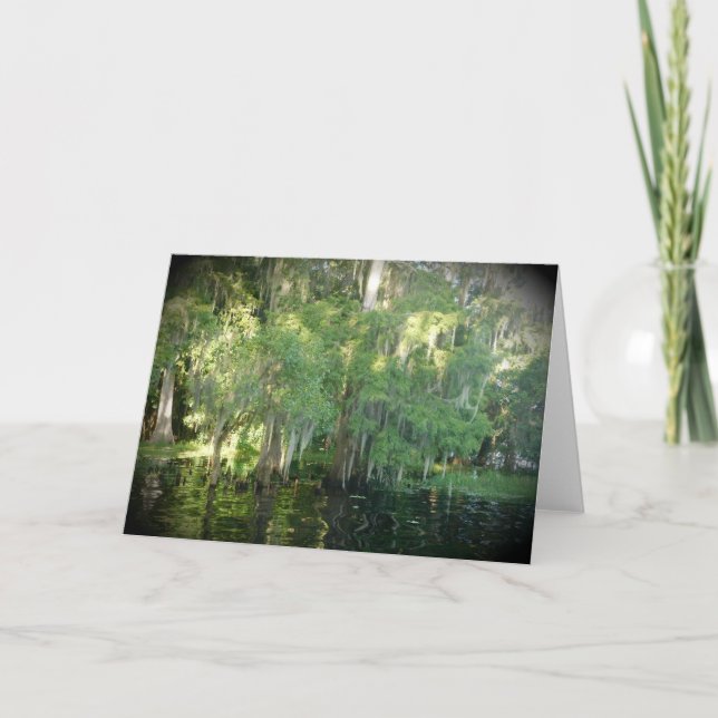 Tarjeta de nota de los ciprés de Florida - en blan (Anverso)