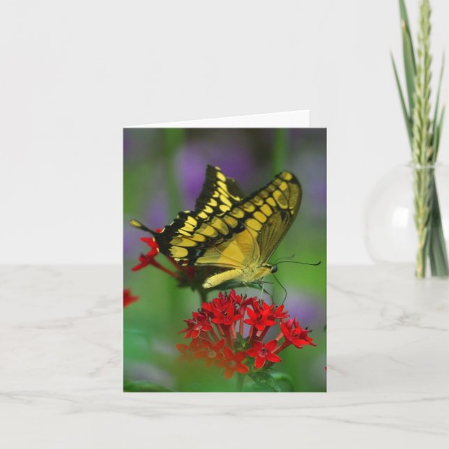 tarjeta de nota de mariposa (Anverso)