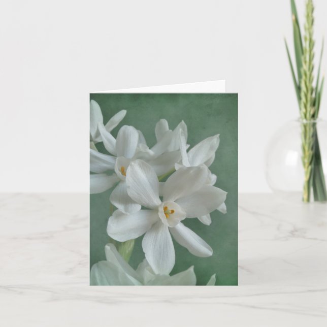 Tarjeta de nota de Narcissus paperwhite (Anverso)
