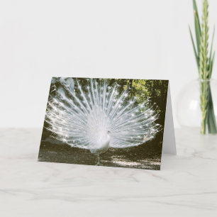 Tarjeta de nota de pavo real blanco<Blank Inside>