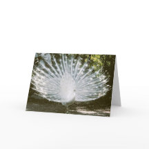 Tarjeta de nota de pavo real blanco<Blank Inside>