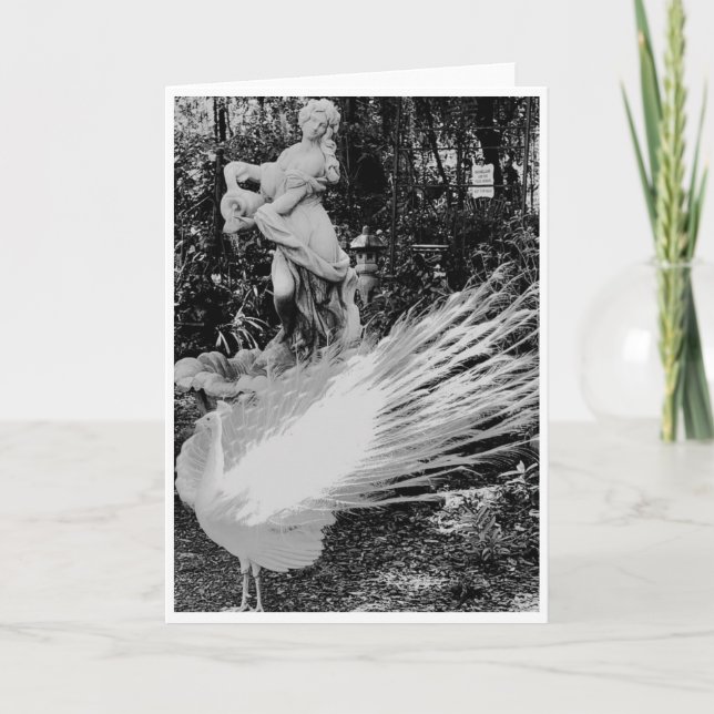 Tarjeta de nota de pavo real blanco<Blank Inside> (Anverso)