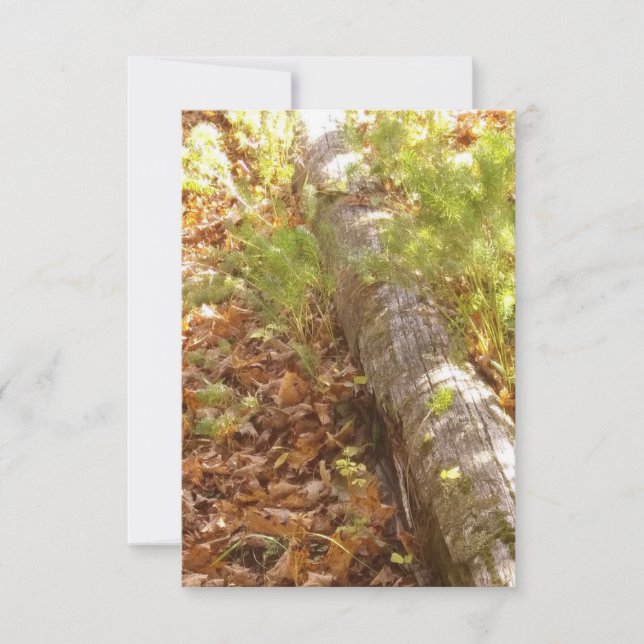 Tarjeta de nota de registro de Woodsy (Anverso)