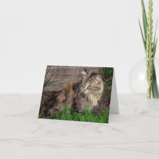 Tarjeta de nota de retrato de gato Feral (Anverso)