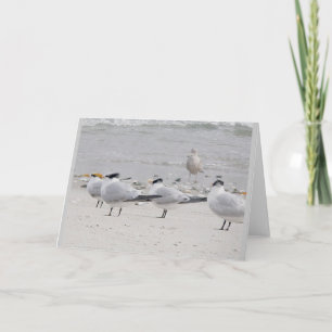 Tarjeta de nota de Royal Terns