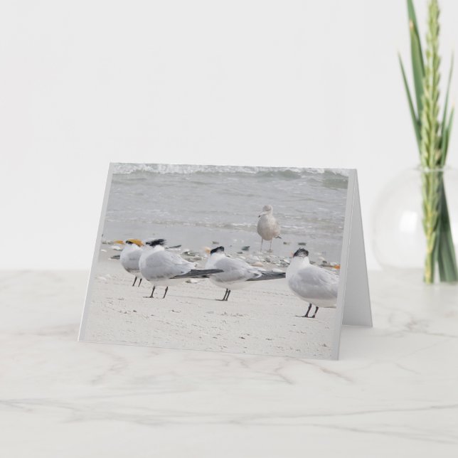 Tarjeta de nota de Royal Terns (Anverso)