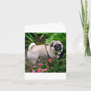 Tarjeta de nota de saludo en blanco con perro pug 