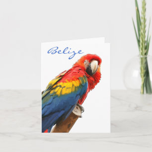 Tarjeta de nota de Scarlet Macaw Belize