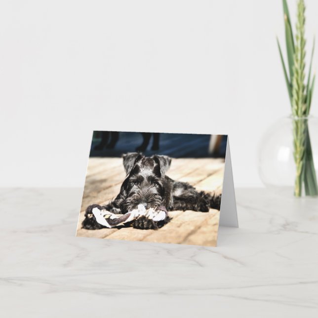 Tarjeta de nota de Schnauzer de Miniture #2 - en b (Anverso)