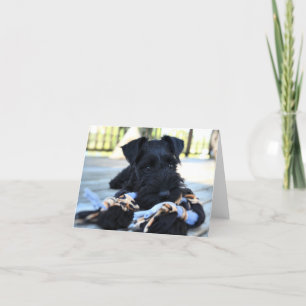 Tarjeta de nota de Schnauzer de Miniture #5 - en b