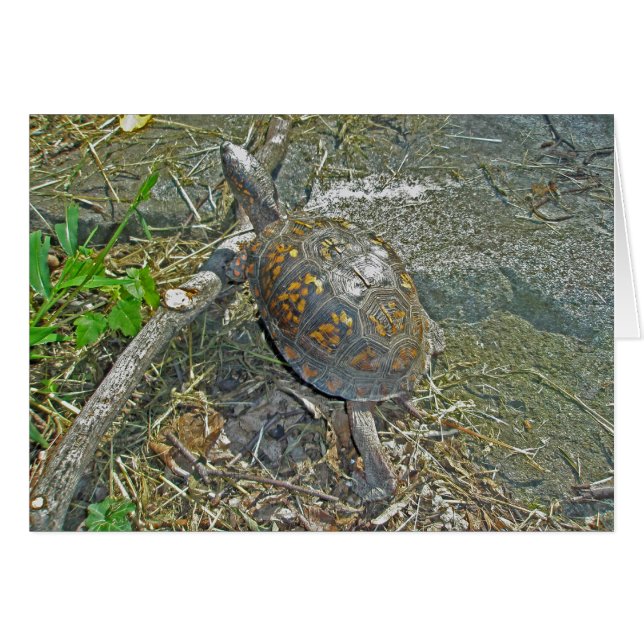 Tarjeta de nota de tortuga de caja oriental (Anverso (Horizontal))