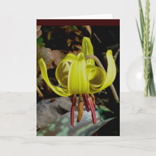 Tarjeta de nota de Trout Lily