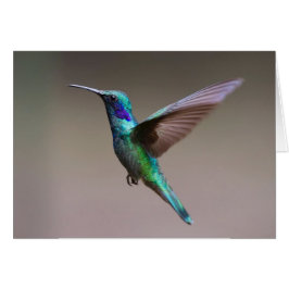 Tarjeta De Nota De Vuelo De Hummingbird