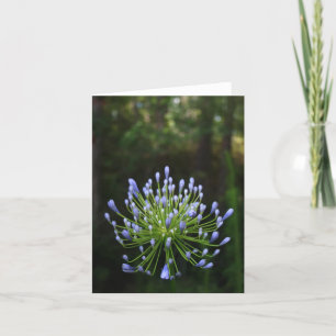 Tarjeta de nota del Agapanthus