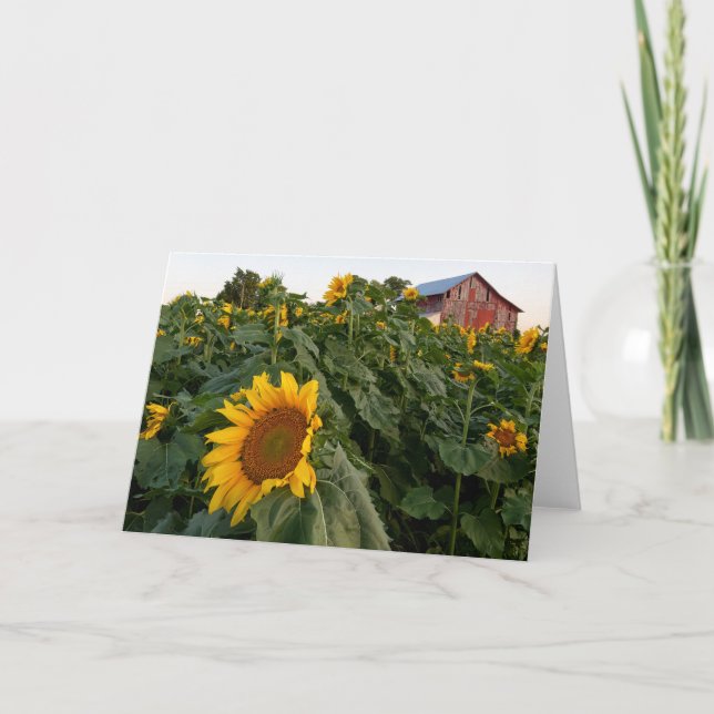 Tarjeta de nota del Barn Blanco Rojo Girasol (Anverso)