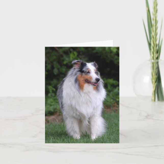 Tarjeta de nota del border collie (Anverso)